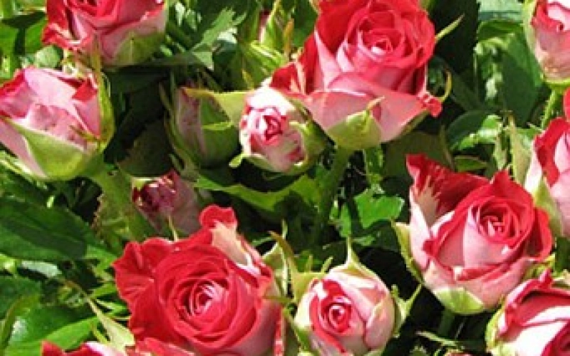 Уход за розой спрей круглый год Уход за розой спрей круглый год