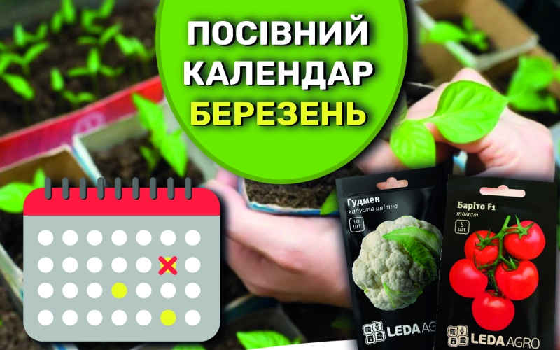Що, та коли саме посіяти в березні на розсаду? Що, та коли саме посіяти в березні на розсаду?