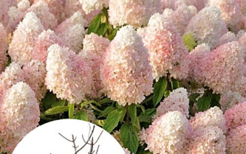 Ошибки при выращивании метельчатой гортензии и как их избежать Ошибки при выращивании метельчатой гортензии и как их избежать