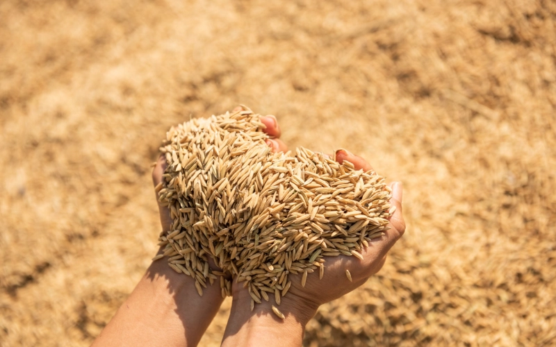 Мікродобрива для пшениці: точкове живлення для підвищення білковості, натури та стресостійкості посівів Мікродобрива для пшениці: точкове живлення для підвищення білковості, натури та стресостійкості посівів