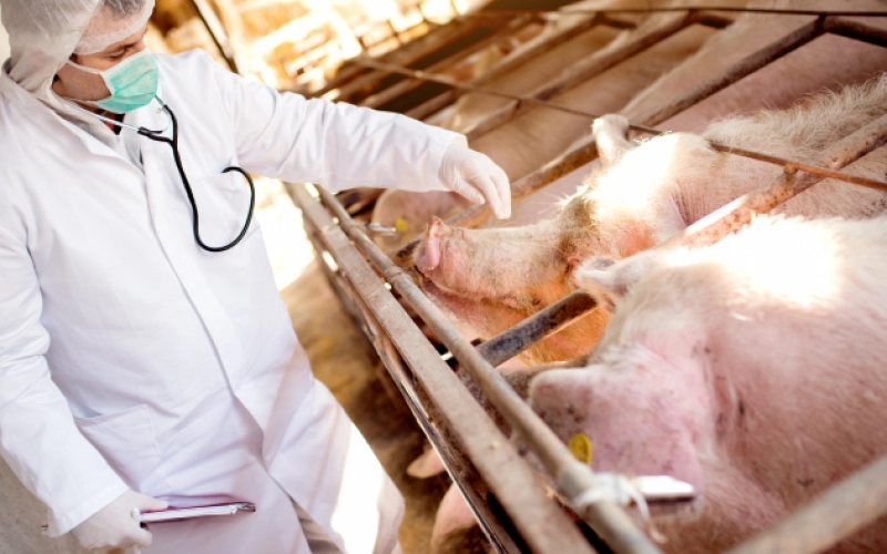 Основи біобезпеки на фермі: як захистити тварин від інфекцій Основи біобезпеки на фермі: як захистити тварин від інфекцій