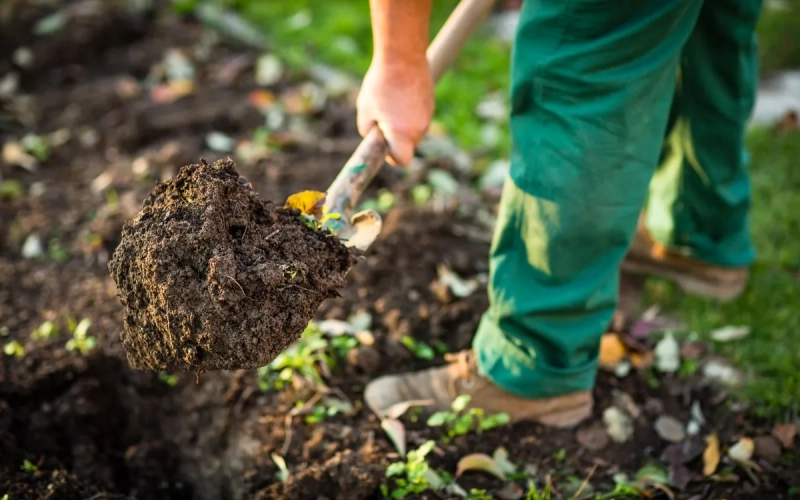 Осіннє підживлення ґрунту, як підготувати землю до зими Осіннє підживлення ґрунту, як підготувати землю до зими