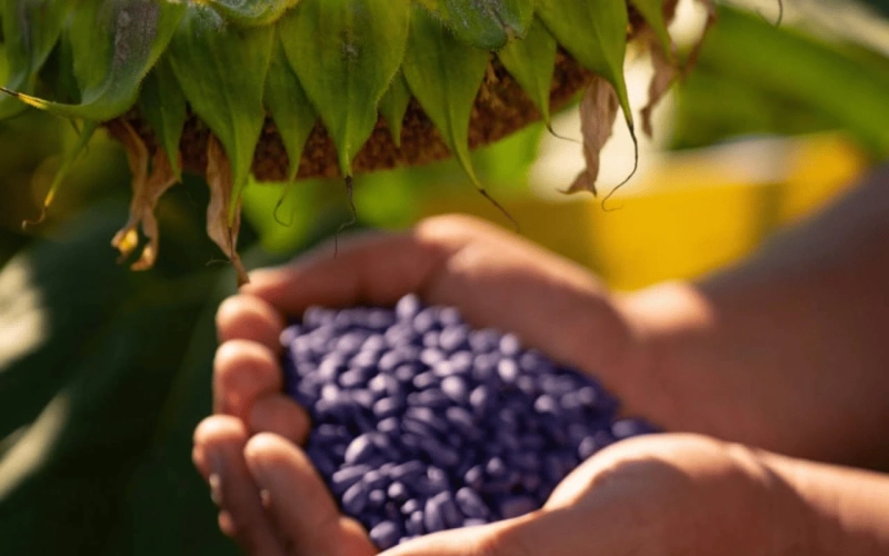 Євросем — сила, що проростає в кожній насінині Євросем — сила, що проростає в кожній насінині