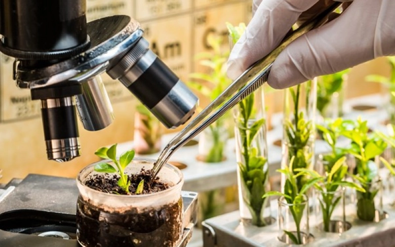 Методы селекции растений - от феминизированных семян до устойчивых сортов Методы селекции растений - от феминизированных семян до устойчивых сортов