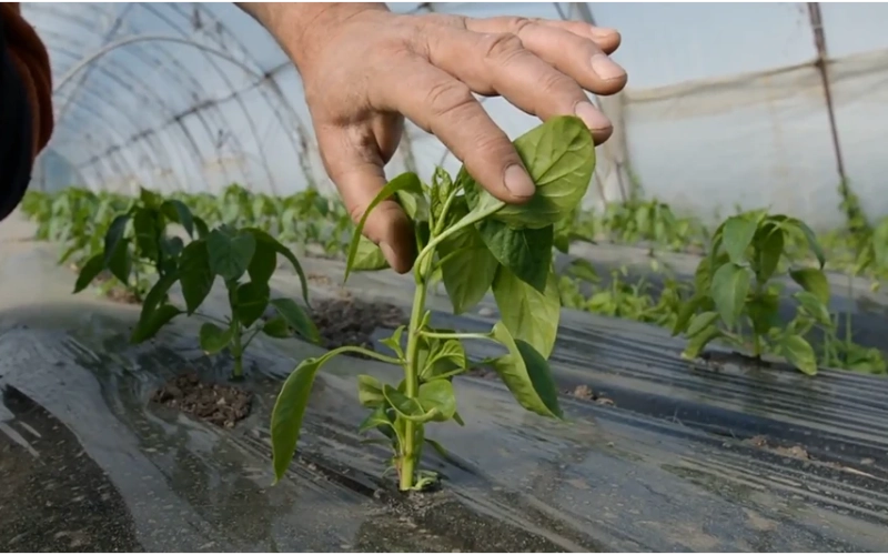 Як обрати субстрат для перцю — поради агронома Як обрати субстрат для перцю — поради агронома