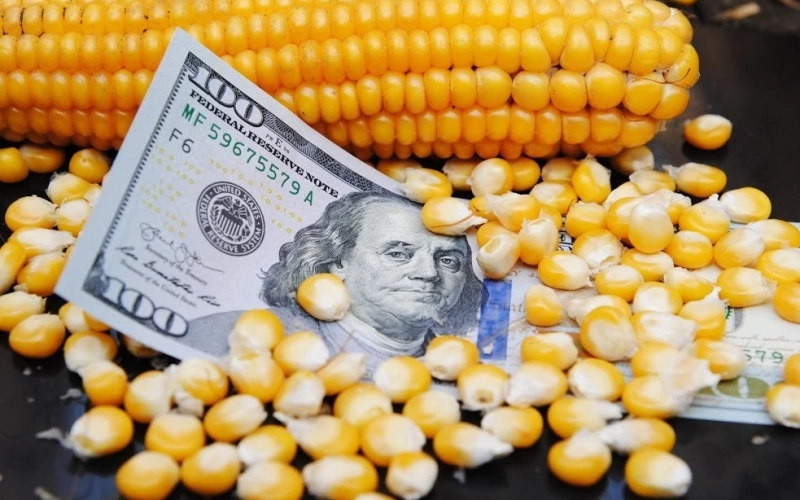 Зниження цін на українську кукурудзу: тенденція на найближчі тижні Зниження цін на українську кукурудзу: тенденція на найближчі тижні