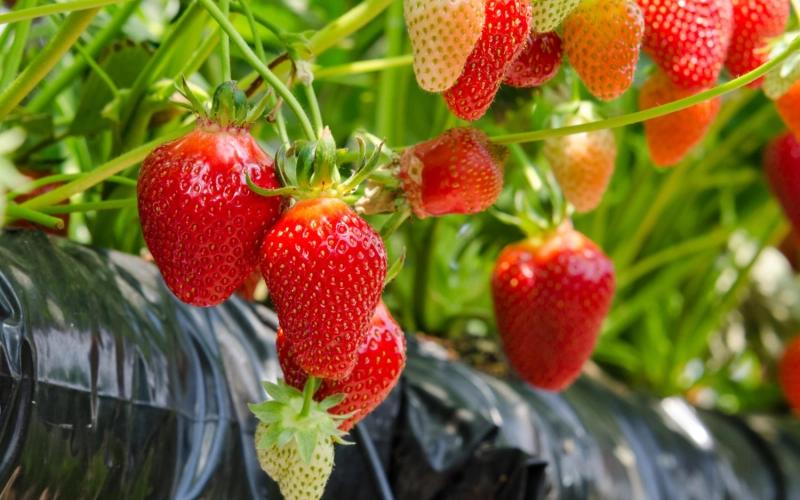 Саджанці полуниці касетною розсадою: як обрати, щоб кущі швидко прижилися і дали стабільний урожай Саджанці полуниці касетною розсадою: як обрати, щоб кущі швидко прижилися і дали стабільний урожай