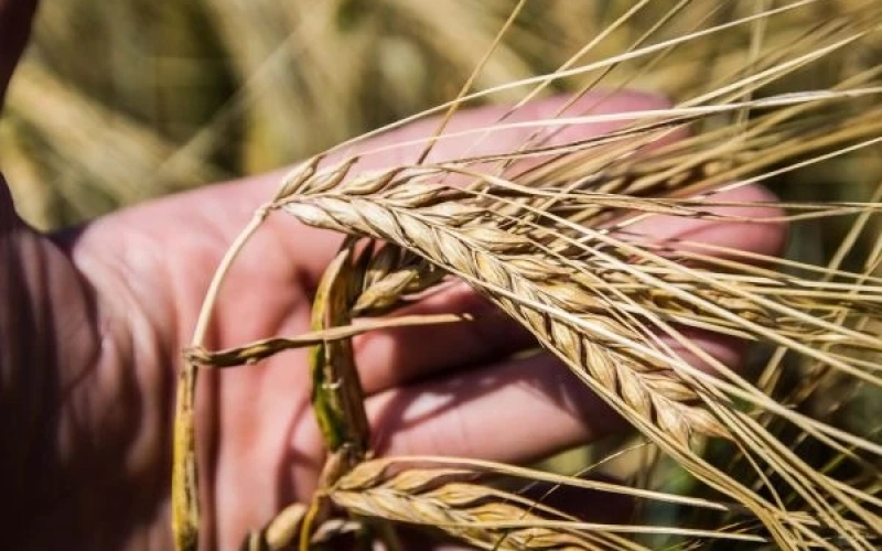 Фуражний ячмінь у портах дорожчає: ринок подає сигнали зростання Фуражний ячмінь у портах дорожчає: ринок подає сигнали зростання