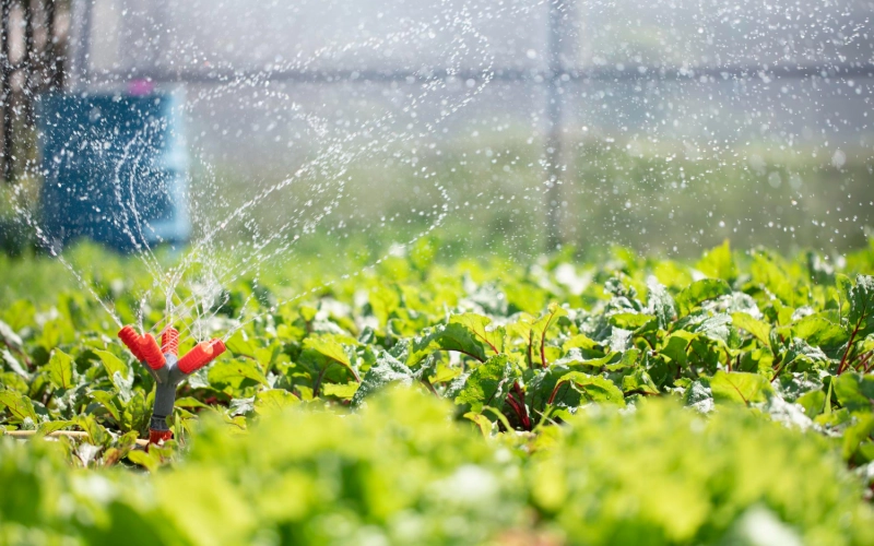 Автоматический полив в теплице: советы и практика Автоматический полив в теплице: советы и практика