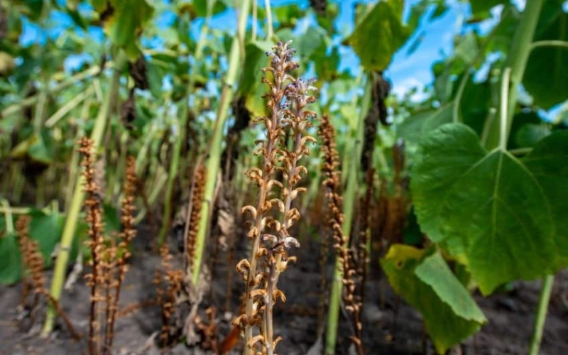 Заразиха уже не только проблема юга: как паразит меняет правила выращивания подсолнечника Заразиха уже не только проблема юга: как паразит меняет правила выращивания подсолнечника