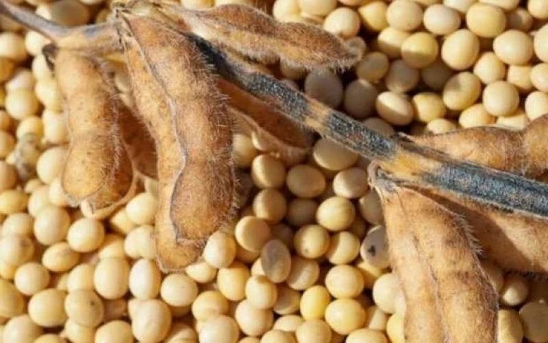 Переработчики подняли цены на сою: +4$/т за неделю Переработчики подняли цены на сою: +4$/т за неделю