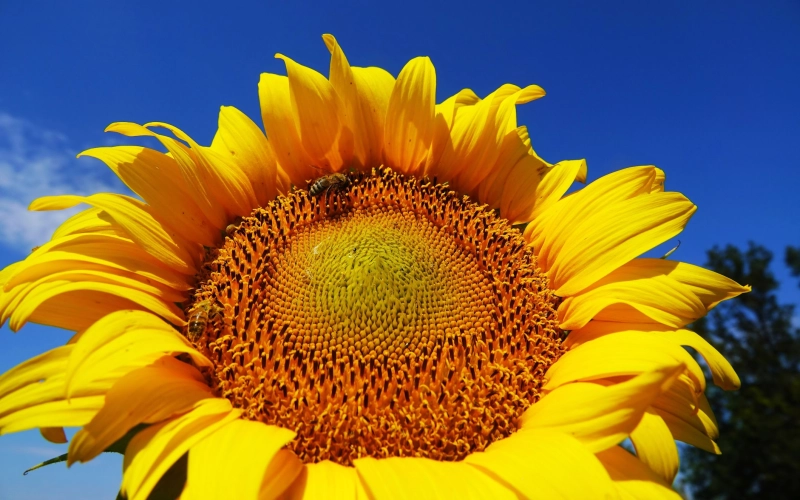 Как получить качественный урожай подсолнечника в 2026 году Как получить качественный урожай подсолнечника в 2026 году