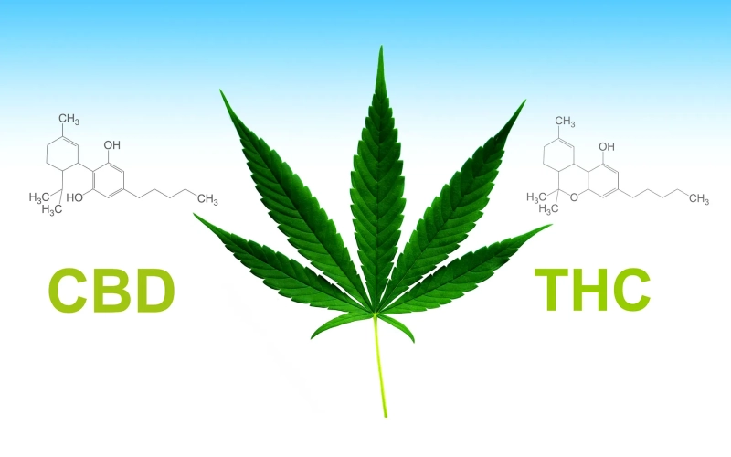 CBD и THC: в чем разница и как они влияют на организм CBD и THC: в чем разница и как они влияют на организм