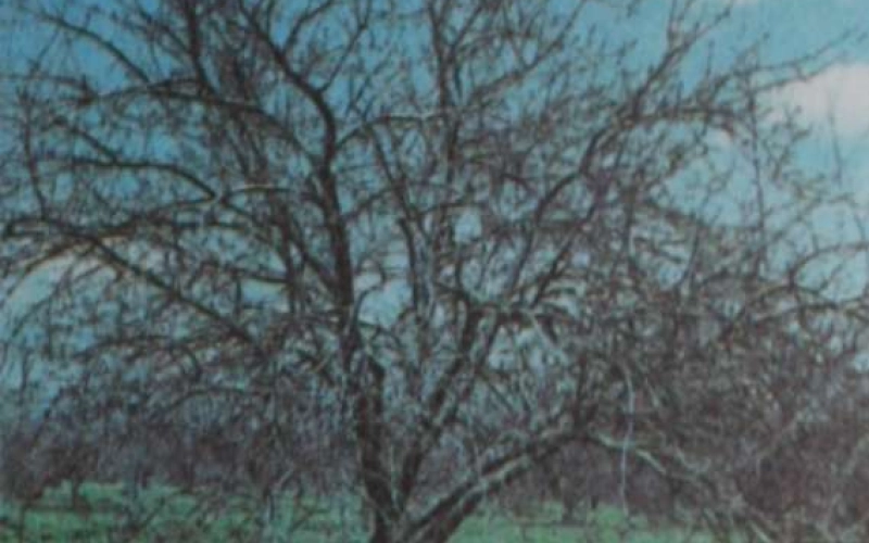 Обрезка — один из самых древних приемов ухода за плодовым деревом и ягодным кустарником Обрезка — один из самых древних приемов ухода за плодовым деревом и ягодным кустарником