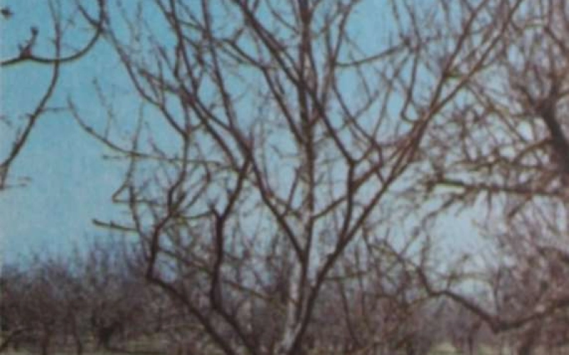 Основные части плодового дерева Основные части плодового дерева