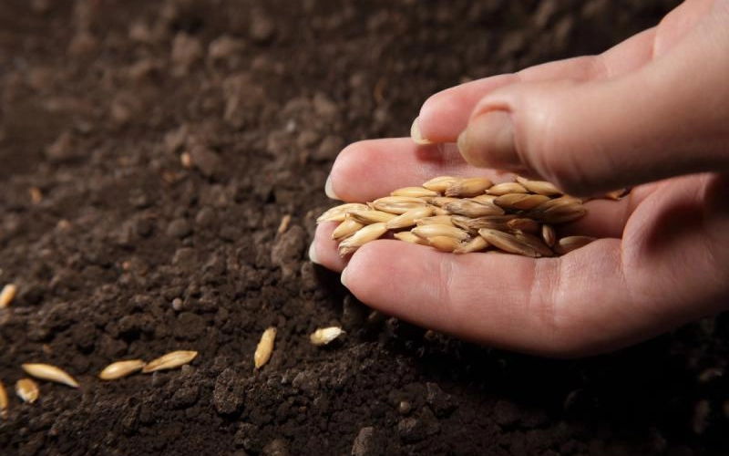 Обработка семян перед посадкой Обработка семян перед посадкой