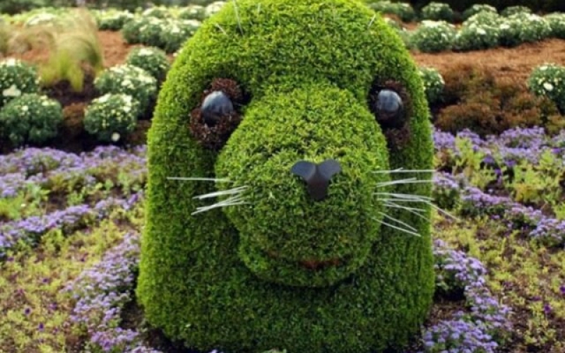 Что подходит для создания топиарий. Советы от Vip Plants Что подходит для создания топиарий. Советы от Vip Plants