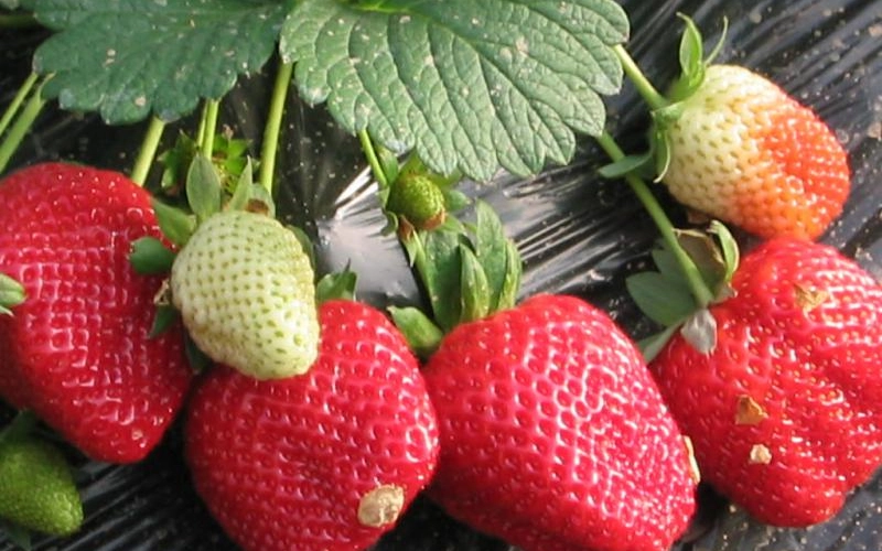 Удобрение клубники золой Удобрение клубники золой