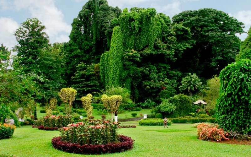 Как выбрать декоративные лиственные деревья для сада. Рекомендации специалистов Vip Plants Как выбрать декоративные лиственные деревья для сада. Рекомендации специалистов Vip Plants