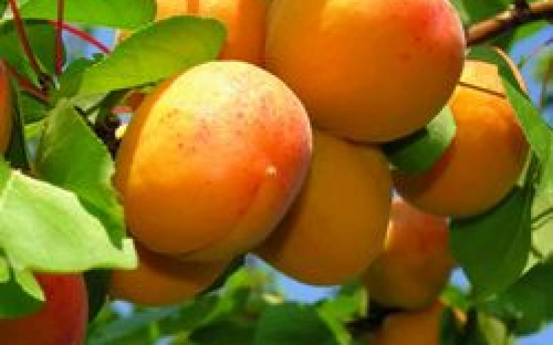 Новые сорта плодово-ягодных кустарников и деревьев Новые сорта плодово-ягодных кустарников и деревьев