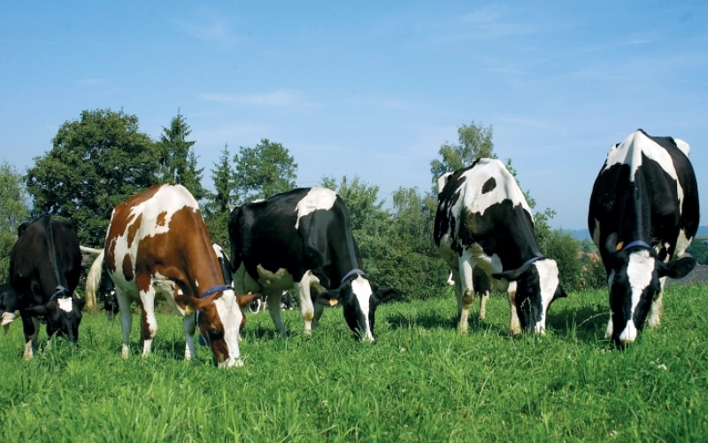 Что дает использование в животноводстве пастбищ? Что дает использование в животноводстве пастбищ?