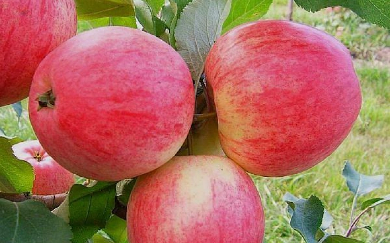 Покупка саженцев яблонь в питомнике: особенности выбора растений Покупка саженцев яблонь в питомнике: особенности выбора растений