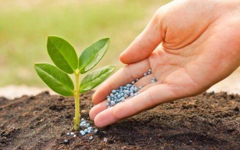 Как правильно выбрать удобрения Как правильно выбрать удобрения