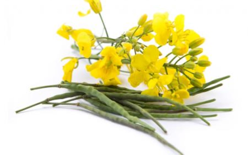 Конфидор – «защитник» рапса Конфидор – «защитник» рапса