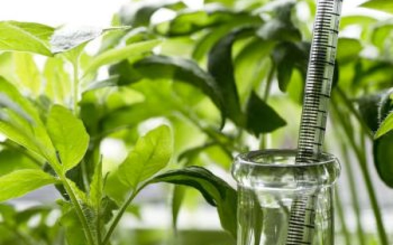 Биостимуляторы для растений: целевые задачи и принцип действия Биостимуляторы для растений: целевые задачи и принцип действия