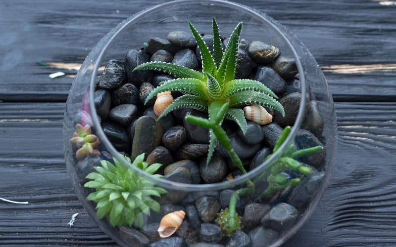 Как сделать флорариум своими руками Как сделать флорариум своими руками