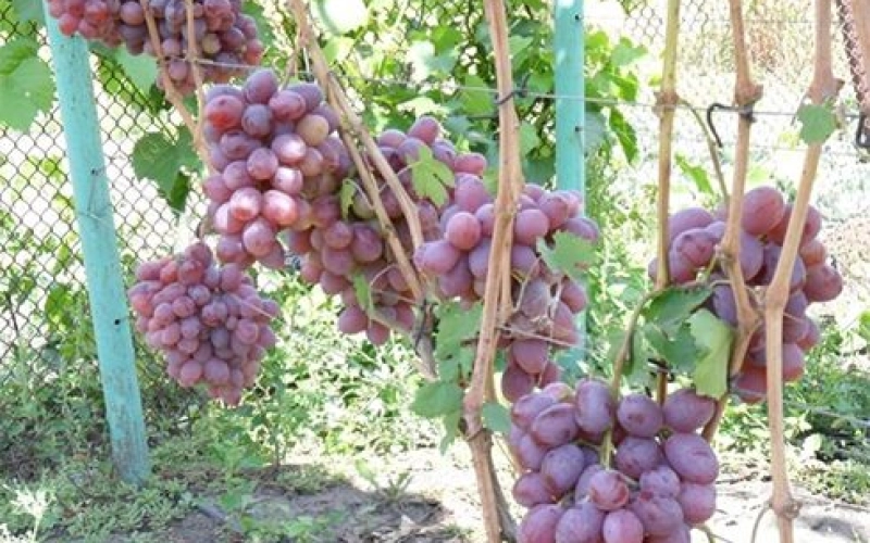 Как рационально и со вкусом обустроить приусадебный участок Как рационально и со вкусом обустроить приусадебный участок