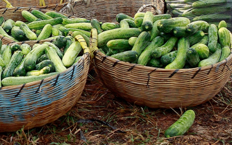 Огуречные секреты – как собрать богатый урожай огурцов Огуречные секреты – как собрать богатый урожай огурцов