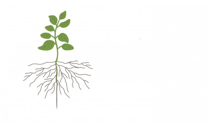 Защита урожая бобовых в посевной период Защита урожая бобовых в посевной период