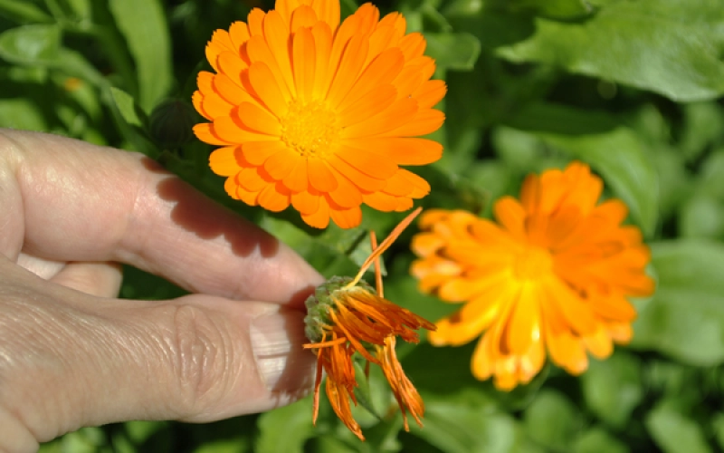 Выращивание календулы: правила и особенности Выращивание календулы: правила и особенности