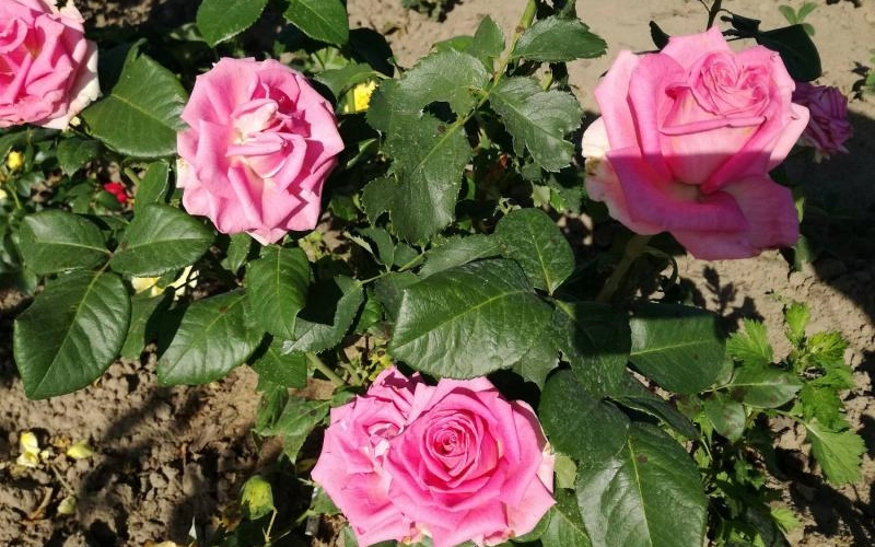 Нюансы покупки саженцев роз Нюансы покупки саженцев роз