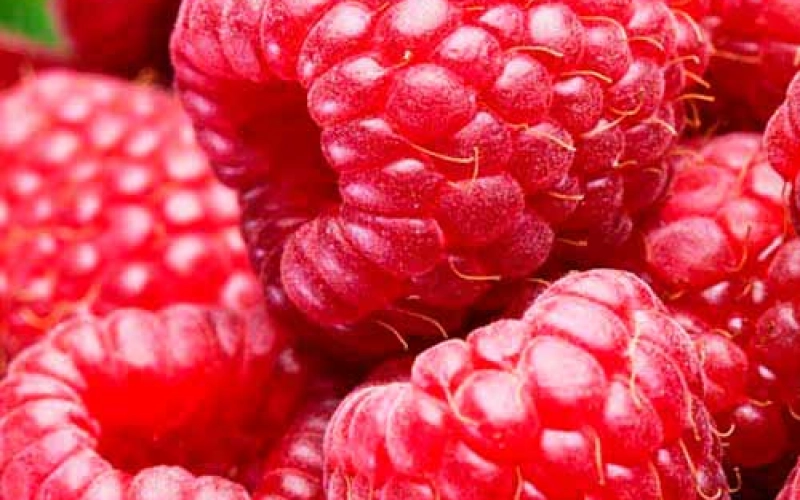 Саженцы малины для идеальной посадки: особенности выбора для осеннего сезона Саженцы малины для идеальной посадки: особенности выбора для осеннего сезона