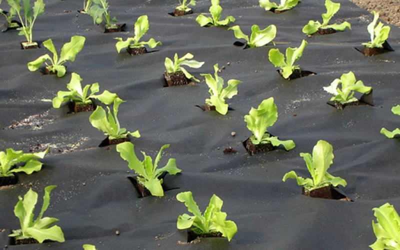 Черное и белое: о типах агроволокна, их плюсах и применении Черное и белое: о типах агроволокна, их плюсах и применении