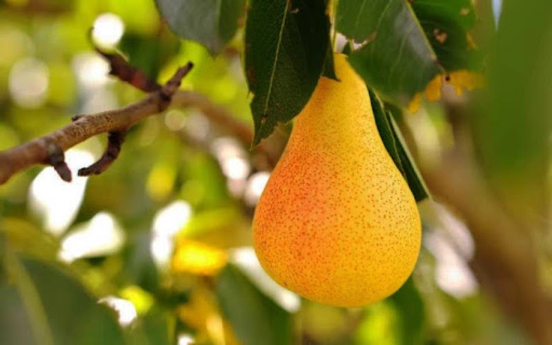 Колоновидная груша Колоновидная груша