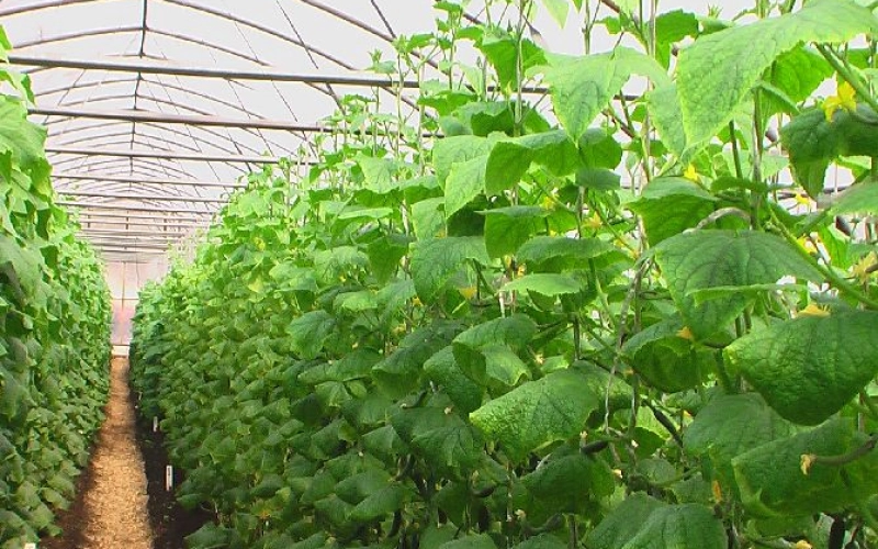 Выращивание огурцов в теплице Выращивание огурцов в теплице