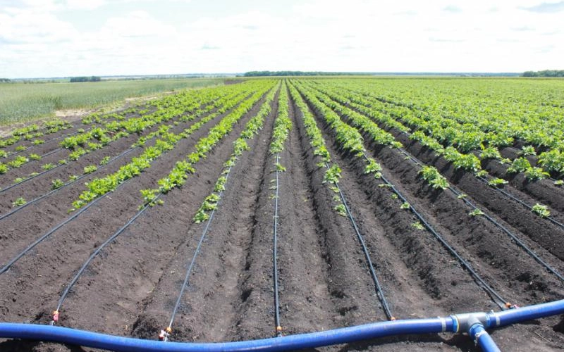 Повышаем урожайность с помощью капельного полива Повышаем урожайность с помощью капельного полива