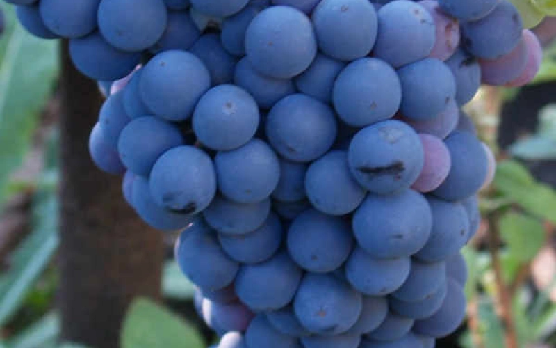 Виноград кишмиш – польза ягод Виноград кишмиш – польза ягод