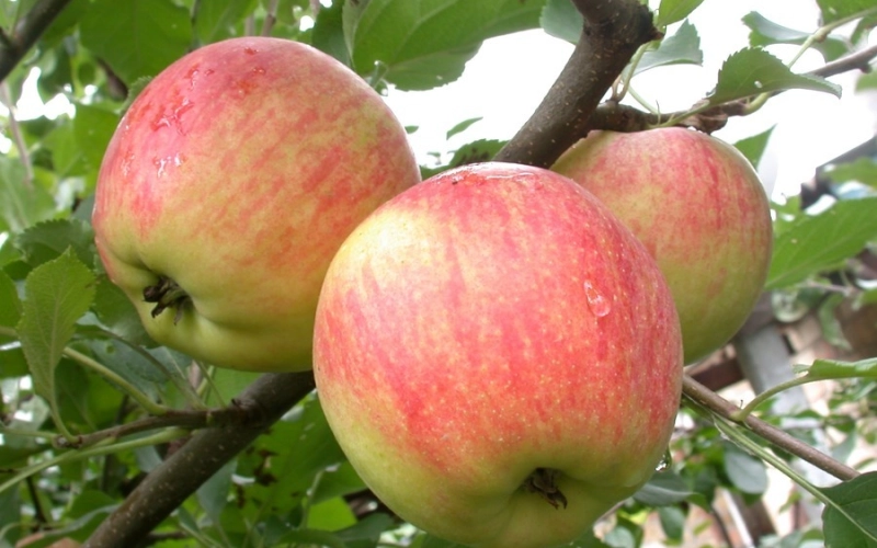 Яблоня Чемпион Арно: вкусная модификация с массой положительных качеств Яблоня Чемпион Арно: вкусная модификация с массой положительных качеств