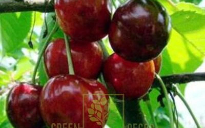 Качественные саженцы – залог высокого урожая Качественные саженцы – залог высокого урожая