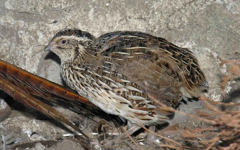 Как и чем кормить перепелов Как и чем кормить перепелов