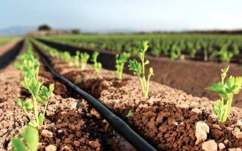 Эмиттерные или щелевые капельные ленты - какие лучше Эмиттерные или щелевые капельные ленты - какие лучше