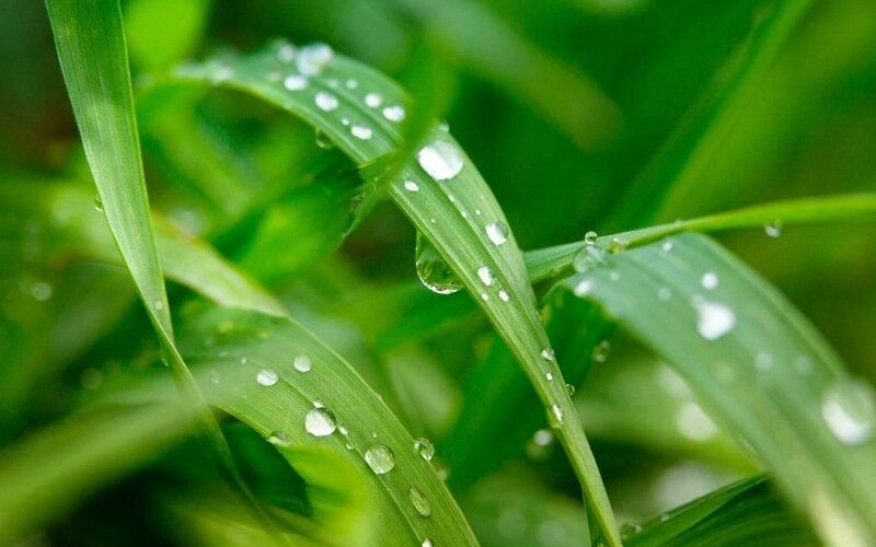 Прилипатель - что это такое и зачем его используют фермеры и дачники Прилипатель - что это такое и зачем его используют фермеры и дачники