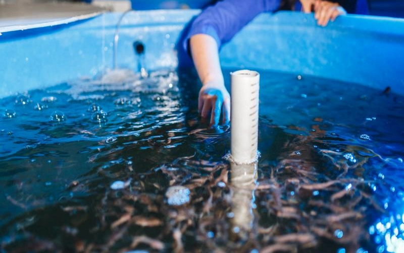 Особенности выращивания садковой рыбы Особенности выращивания садковой рыбы