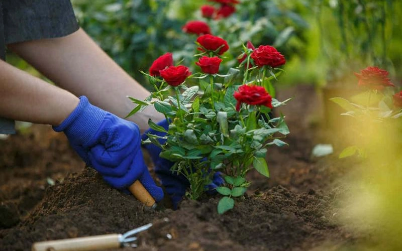 Почему фермеры и владельцы приусадебных участков выбирают компанию LETO Почему фермеры и владельцы приусадебных участков выбирают компанию LETO