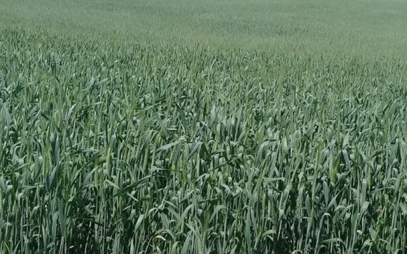 Перспективы фермерского хозяйства в России Перспективы фермерского хозяйства в России