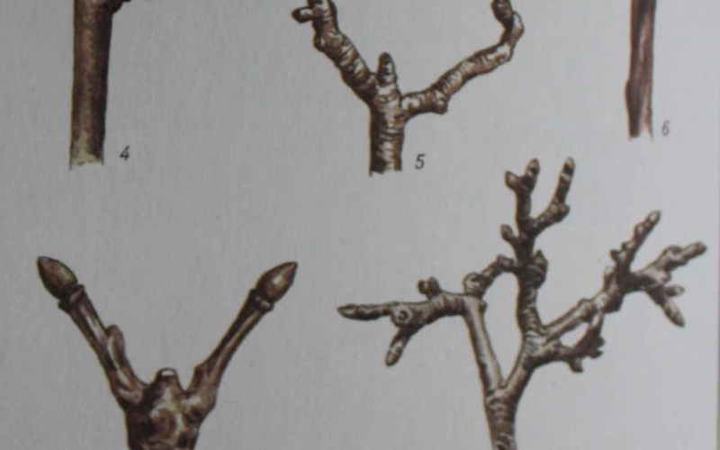 Генеративные образования Генеративные образования